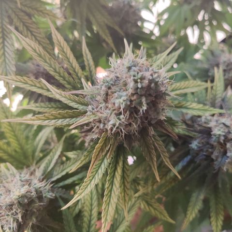 Gorilla Glue #4 growlog timeline photo