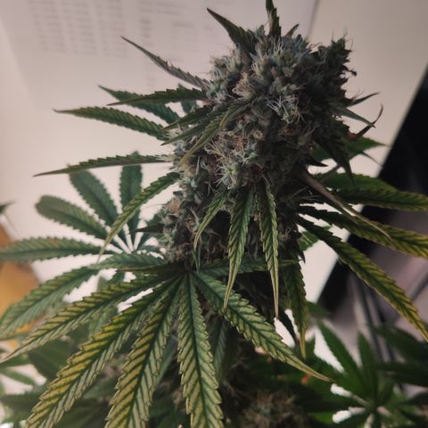 Gorilla Glue #4 growlog timeline photo
