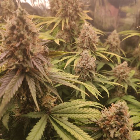 Gorilla Glue #4 growlog timeline photo