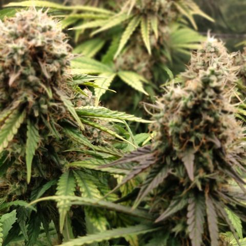 Gorilla Glue #4 growlog timeline photo