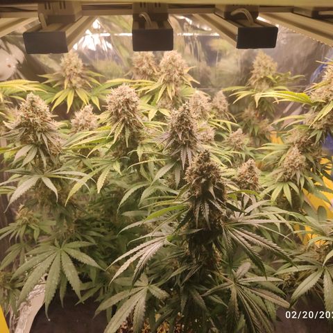 Gorilla Glue #4 growlog timeline photo
