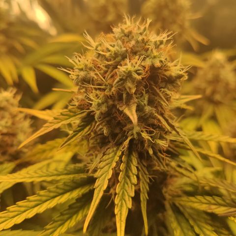 Gorilla Glue #4 growlog timeline photo