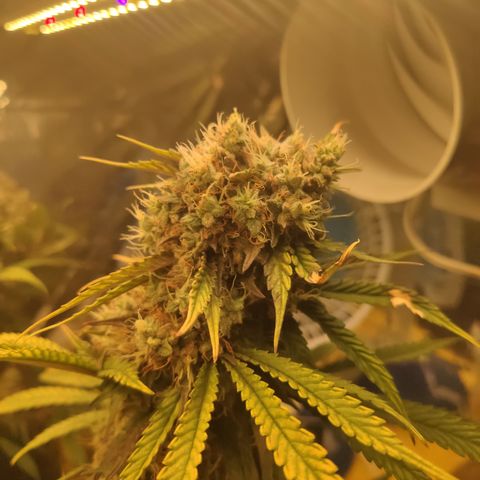 Gorilla Glue #4 growlog timeline photo