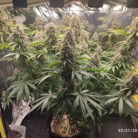 Gorilla Glue #4 growlog timeline photo