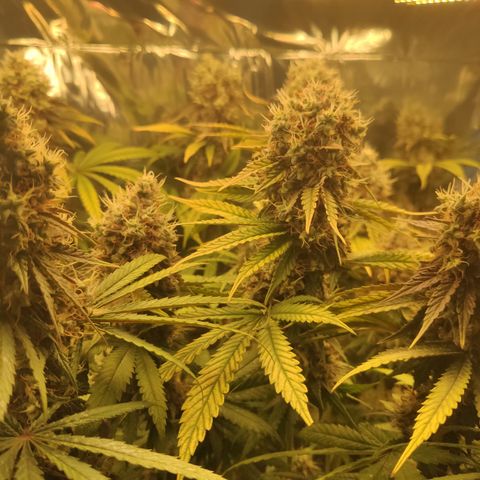 Gorilla Glue #4 growlog timeline photo