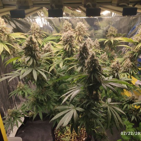 Gorilla Glue #4 growlog timeline photo