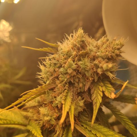 Gorilla Glue #4 growlog timeline photo