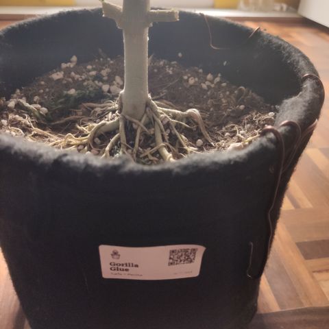 Gorilla Glue #4 growlog timeline photo