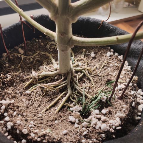 Gorilla Glue #4 growlog timeline photo
