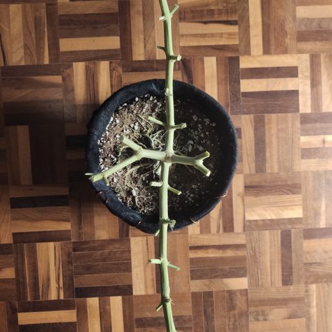 Gorilla Glue #4 growlog timeline photo