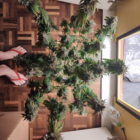 Gorilla Glue #4 growlog timeline photo