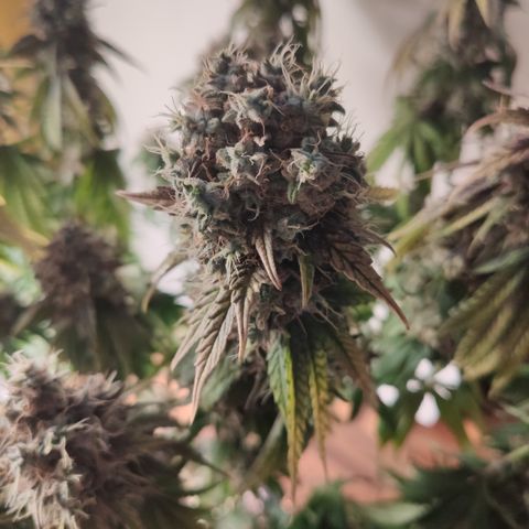 Gorilla Glue #4 growlog timeline photo