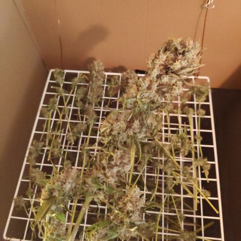 Gorilla Glue #4 growlog timeline photo