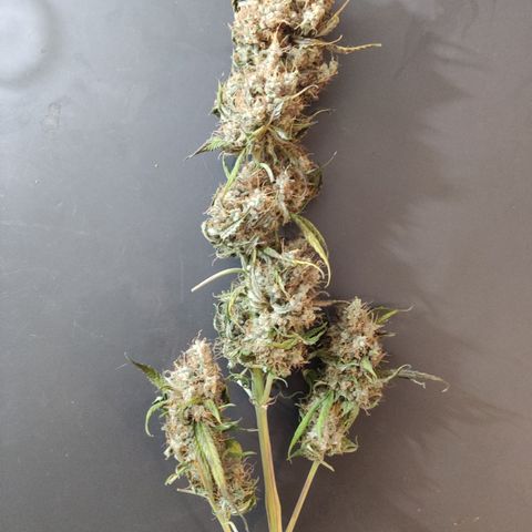 Gorilla Glue #4 growlog timeline photo