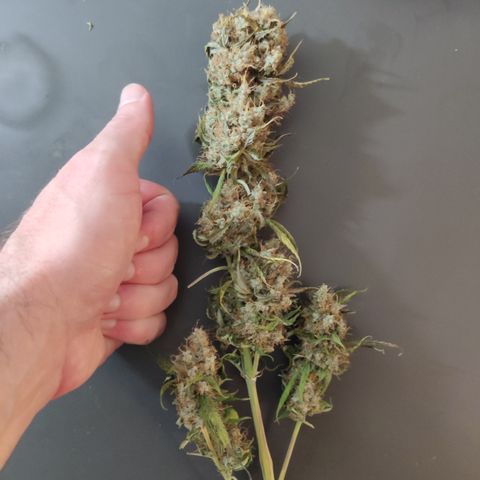 Gorilla Glue #4 growlog timeline photo