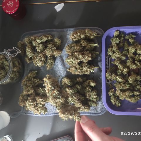 Gorilla Glue #4 growlog timeline photo