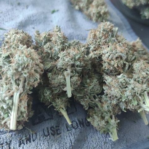 Gorilla Glue #4 growlog timeline photo
