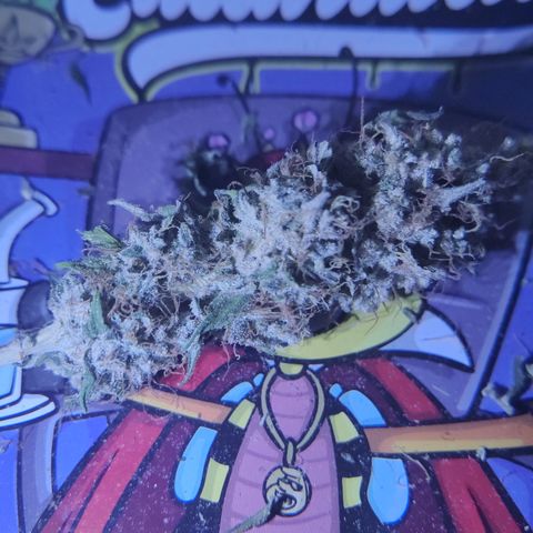 Gorilla Glue #4 growlog timeline photo