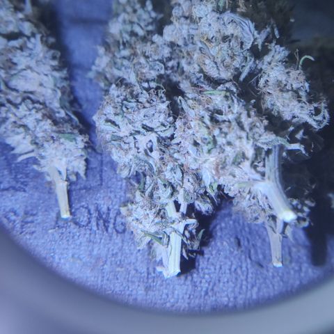 Gorilla Glue #4 growlog timeline photo