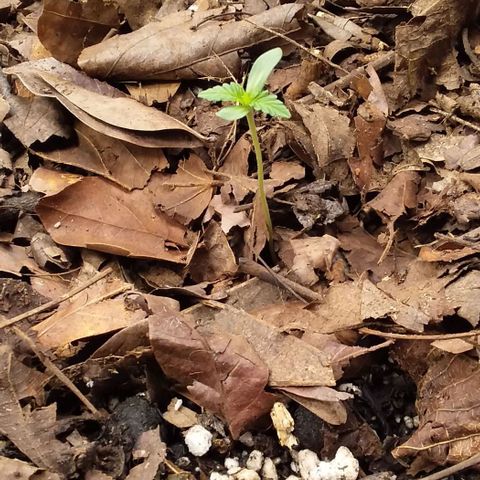 Healthy neanderthal's growlog timeline photo