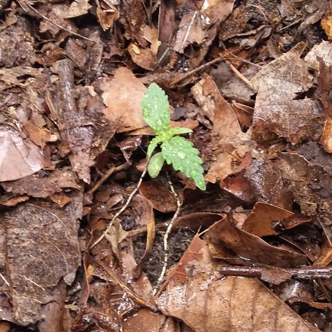 Healthy neanderthal's growlog photo: I will add more in the next few days.