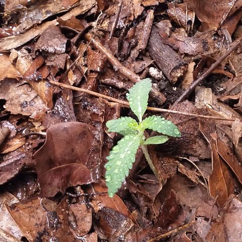 Healthy neanderthal's growlog photo: I will add more in the next few days.