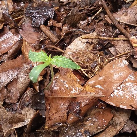 Healthy neanderthal's growlog photo: I will add more in the next few days.