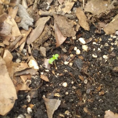 Healthy neanderthal's growlog timeline photo