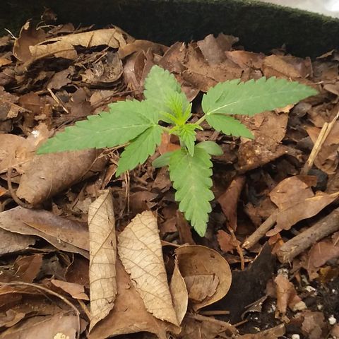 Healthy neanderthal's growlog timeline photo