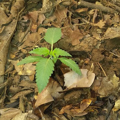 Healthy neanderthal's growlog timeline photo