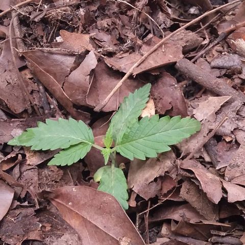 Healthy neanderthal's growlog timeline photo