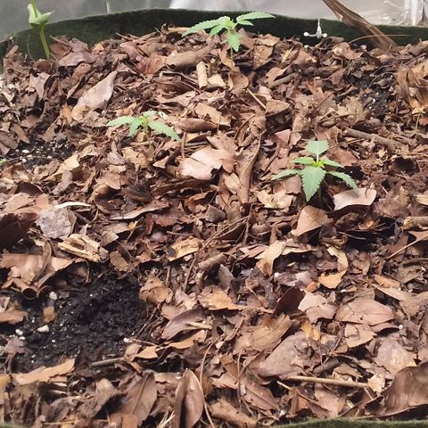 Healthy neanderthal's growlog timeline photo