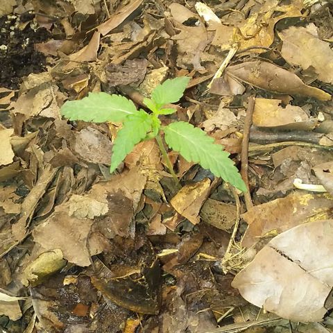 Healthy neanderthal's growlog timeline photo
