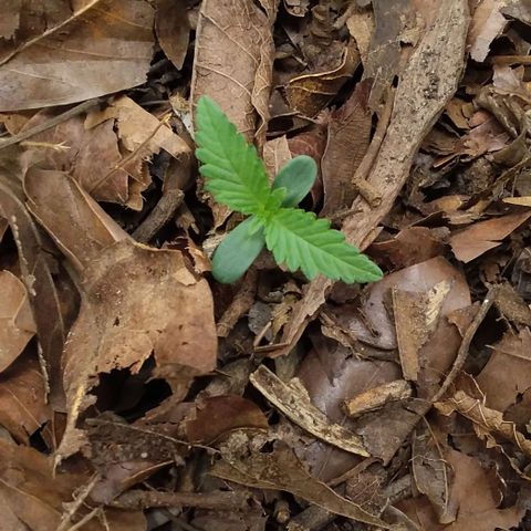 Healthy neanderthal's growlog photo: The largest are 14 days old and the youngest are 5 days old. 110 liter pot, organic soil