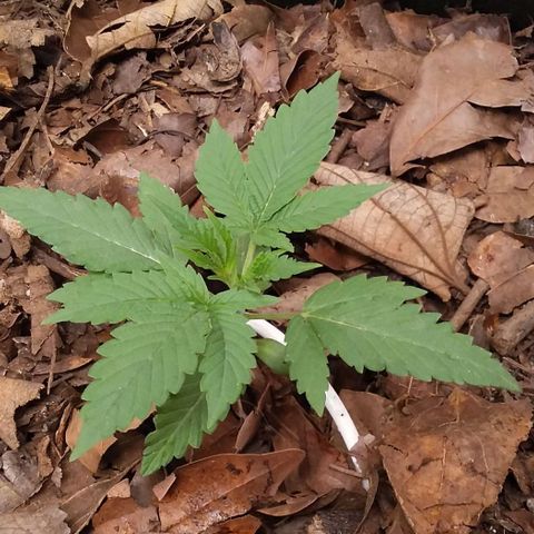 Healthy neanderthal's growlog photo: The largest are 14 days old and the youngest are 5 days old. 110 liter pot, organic soil