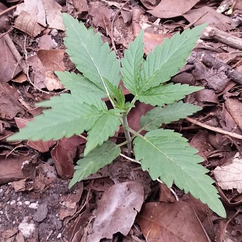 Healthy neanderthal's growlog photo: The largest are 14 days old and the youngest are 5 days old. 110 liter pot, organic soil