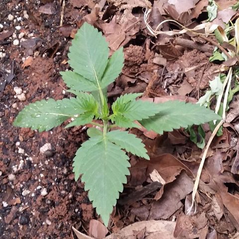 Healthy neanderthal's growlog photo: The largest are 14 days old and the youngest are 5 days old. 110 liter pot, organic soil