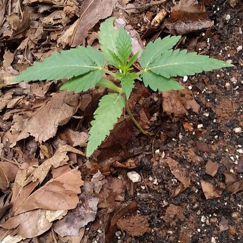 Healthy neanderthal's growlog photo: The largest are 14 days old and the youngest are 5 days old. 110 liter pot, organic soil