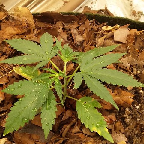 Healthy neanderthal's growlog timeline photo