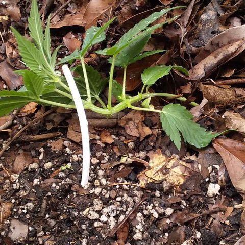 Healthy neanderthal's growlog timeline photo