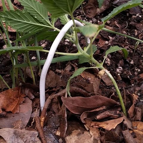 Healthy neanderthal's growlog timeline photo