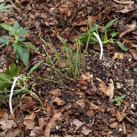 Healthy neanderthal's growlog timeline photo