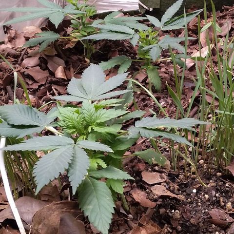 Healthy neanderthal's growlog timeline photo