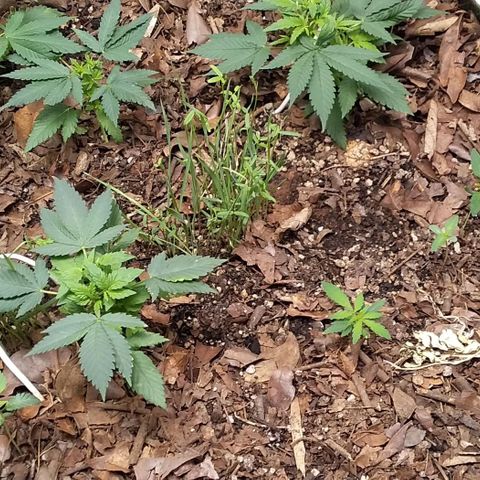 Healthy neanderthal's growlog timeline photo
