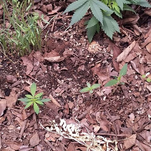 Healthy neanderthal's growlog timeline photo