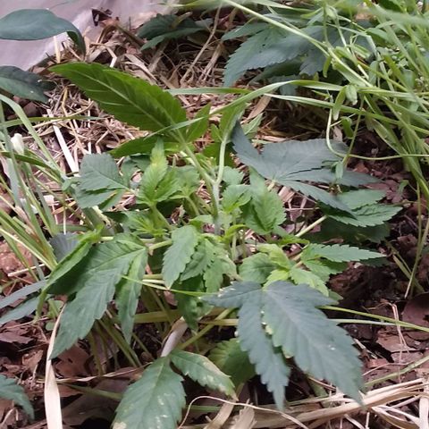 Healthy neanderthal's growlog photo: A layer of dry straw was placed to control soil moisture and adjust light intensity. There was a significant improvement in the quality of growth.