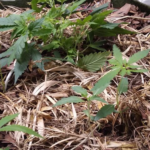 Healthy neanderthal's growlog photo: A layer of dry straw was placed to control soil moisture and adjust light intensity. There was a significant improvement in the quality of growth.