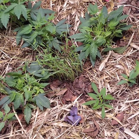 Healthy neanderthal's growlog photo: A layer of dry straw was placed to control soil moisture and adjust light intensity. There was a significant improvement in the quality of growth.