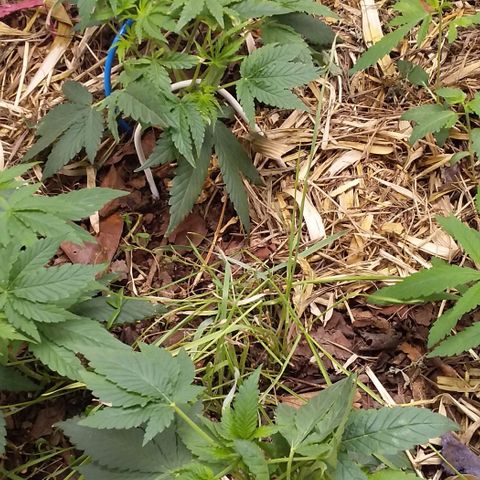 Healthy neanderthal's growlog timeline photo