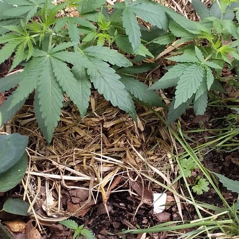 Healthy neanderthal's growlog timeline photo